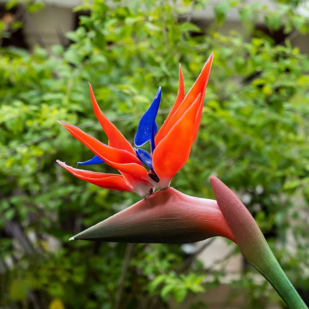 Heirloom Non-GMO Red Strelitzia Reginae Flower Seeds for Planting – Exotic Tropical Garden Blooms - Non-GMO for planting in home garden